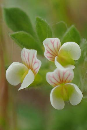 Ornithopus perpusillus, Kleiner Vogelfu�