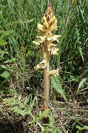 Orobanche reticulata subsp. pallidiflora, Pale Thistle Moss
