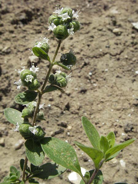 Origanum majorana \ Majoran / Sweet Marjoram, Knotted Marjoram, D Botan. Gar.  Universit.  Mainz 4.8.2007