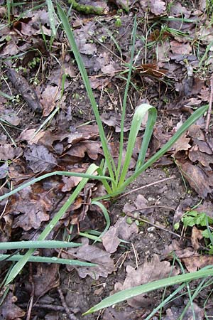 Ornithogalum brevistylum \ Kurzgriffeliger Milchstern / Pyramidal Star of Bethlehem, D Weinheim an der Bergstra&szlig;e 22.3.2008