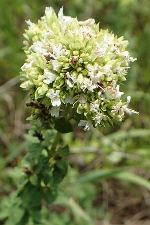 Origanum vulgare \ Wilder Majoran, Dost / Wild Marjoram, D Hartheim 22.7.2017