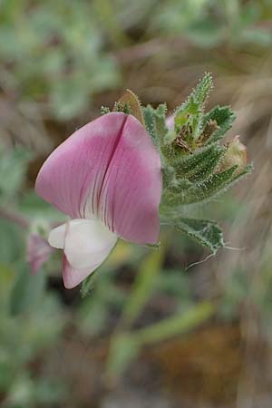 Ononis repens subsp. procurrens, Common Restharrow