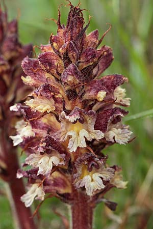Orobanche reticulata subsp. reticulata \ Netzige Distel-Sommerwurz / Thistle Broomrape, D Prittriching 30.5.2015 (Photo: Uwe & Katja Grabner)