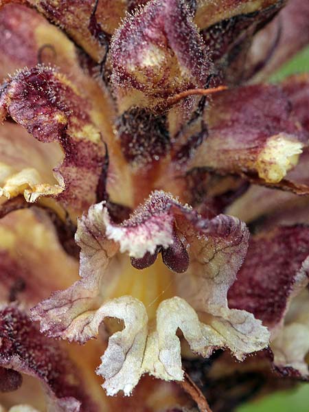 Orobanche reticulata subsp. reticulata \ Netzige Distel-Sommerwurz / Thistle Broomrape, D Prittriching 30.5.2015 (Photo: Uwe & Katja Grabner)