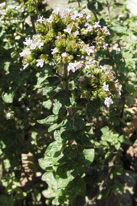Origanum syriacum \ Syrischer Oregano / Syrian Oregano, Biblical Hyssop, D Botan. Gar.  Universit.  Mainz 4.8.2007