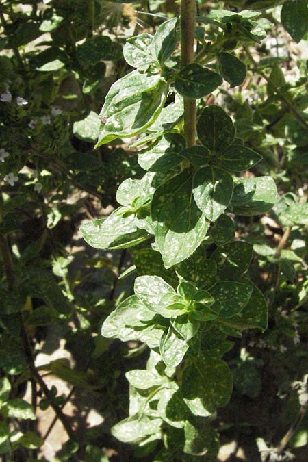 Origanum syriacum \ Syrischer Oregano / Syrian Oregano, Biblical Hyssop, D Botan. Gar.  Universit.  Mainz 4.8.2007