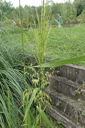 Oryza sativa \ Reis, D Botan. Gar.  Universit.  T&uuml;bingen 3.9.2016