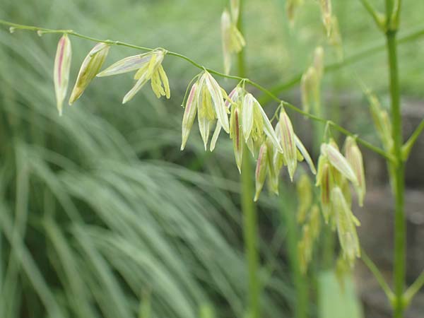 Oryza sativa \ Reis, D Botan. Gar.  Universit.  T&uuml;bingen 3.9.2016