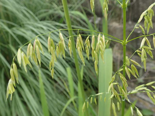 Oryza sativa \ Reis, D Botan. Gar.  Universit.  T&uuml;bingen 3.9.2016