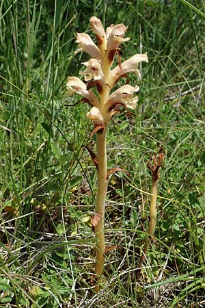 Orobanche teucrii, Germander Moss
