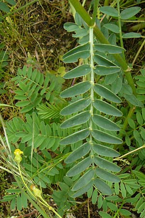 Onobrychis viciifolia \ Futter-Esparsette, Saat-Esparsette / Sainfoin, D Mannheim 4.5.2024