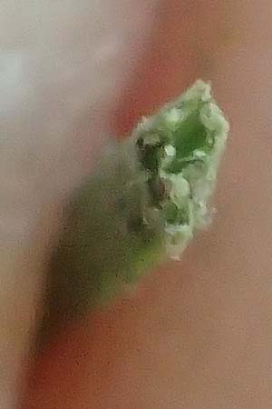 Festuca ovina subsp. ovina \ Schaf-Schwingel / Sheep Fescue, D Neuburgweier 5.6.2018