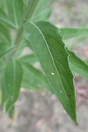 Oenothera villosa \ Wei�haarige Nachtkerze / Hairy Evening Primrose, D Schwetzingen 28.6.2018