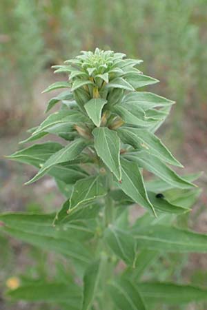 Oenothera villosa \ Wei�haarige Nachtkerze / Hairy Evening Primrose, D Schwetzingen 28.6.2018