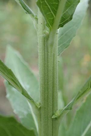 Oenothera villosa \ Wei�haarige Nachtkerze / Hairy Evening Primrose, D Schwetzingen 28.6.2018