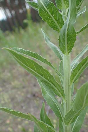Oenothera villosa \ Wei�haarige Nachtkerze / Hairy Evening Primrose, D Schwetzingen 28.6.2018