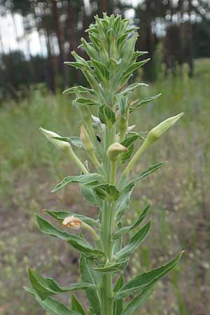 Oenothera villosa \ Wei�haarige Nachtkerze / Hairy Evening Primrose, D Schwetzingen 28.6.2018