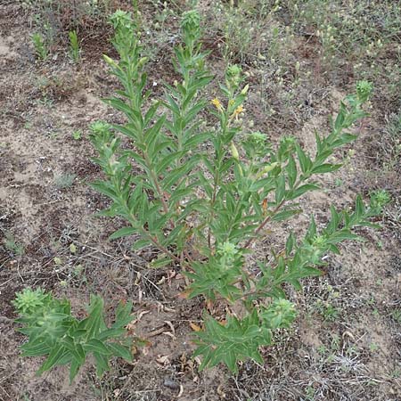 Oenothera villosa \ Wei�haarige Nachtkerze / Hairy Evening Primrose, D Schwetzingen 28.6.2018