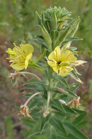 Oenothera villosa \ Wei�haarige Nachtkerze / Hairy Evening Primrose, D Schwetzingen 7.7.2018