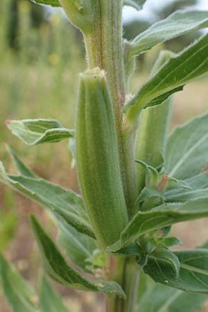 Oenothera villosa \ Wei�haarige Nachtkerze / Hairy Evening Primrose, D Schwetzingen 7.7.2018