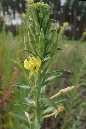 Oenothera villosa \ Wei�haarige Nachtkerze / Hairy Evening Primrose, D Schwetzingen 7.7.2018
