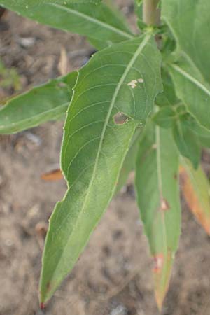 Oenothera villosa \ Wei�haarige Nachtkerze / Hairy Evening Primrose, D Schwetzingen 7.7.2018