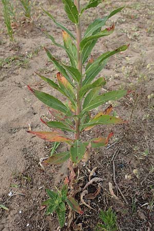 Oenothera villosa \ Wei�haarige Nachtkerze / Hairy Evening Primrose, D Schwetzingen 7.7.2018