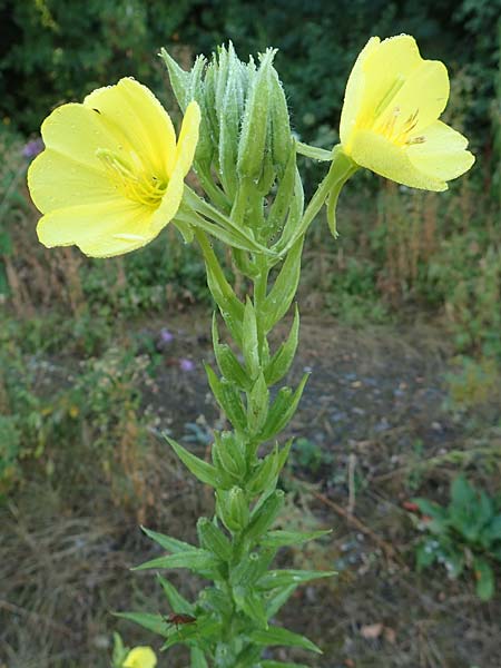 Oenothera palatina \ Pf�lzer Nachtkerze / Palatinian Evening Primrose, D Bickenbach 17.7.2018