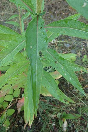 Oenothera palatina \ Pf�lzer Nachtkerze / Palatinian Evening Primrose, D Bickenbach 17.7.2018