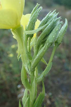 Oenothera palatina \ Pf�lzer Nachtkerze / Palatinian Evening Primrose, D Bickenbach 17.7.2018