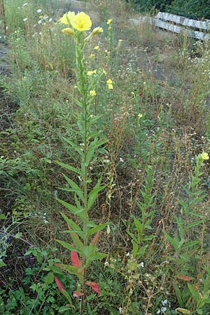 Oenothera palatina \ Pf�lzer Nachtkerze / Palatinian Evening Primrose, D Bickenbach 17.7.2018