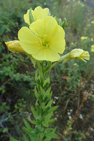 Oenothera palatina \ Pf�lzer Nachtkerze / Palatinian Evening Primrose, D Bickenbach 17.7.2018