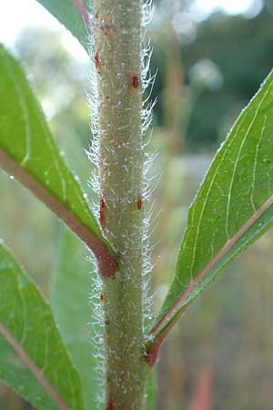 Oenothera palatina \ Pf�lzer Nachtkerze / Palatinian Evening Primrose, D Bickenbach 17.7.2018