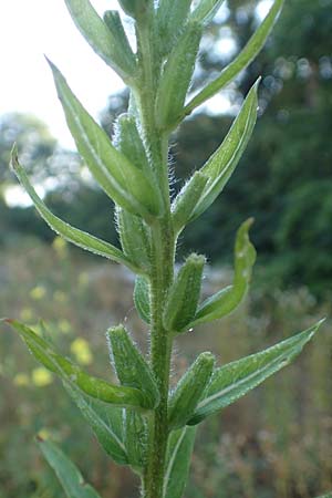Oenothera palatina \ Pf�lzer Nachtkerze / Palatinian Evening Primrose, D Bickenbach 17.7.2018