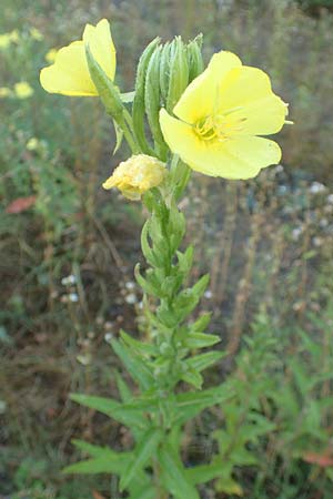 Oenothera palatina \ Pf�lzer Nachtkerze / Palatinian Evening Primrose, D Bickenbach 17.7.2018