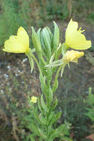 Oenothera palatina \ Pf�lzer Nachtkerze / Palatinian Evening Primrose, D Bickenbach 17.7.2018