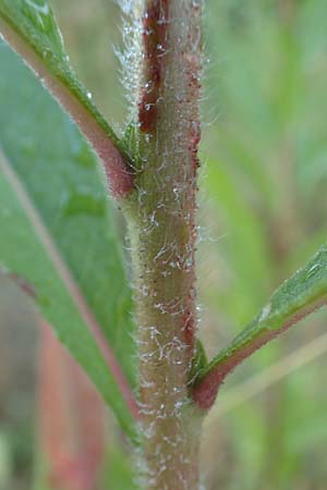 Oenothera palatina \ Pf�lzer Nachtkerze / Palatinian Evening Primrose, D Bickenbach 17.7.2018