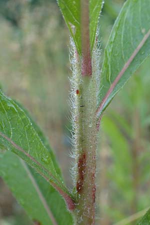 Oenothera palatina \ Pf�lzer Nachtkerze / Palatinian Evening Primrose, D Bickenbach 17.7.2018