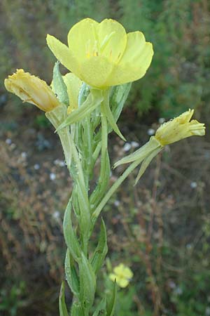 Oenothera palatina \ Pf�lzer Nachtkerze / Palatinian Evening Primrose, D Bickenbach 17.7.2018