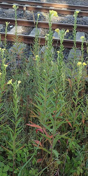Oenothera palatina \ Pf�lzer Nachtkerze / Palatinian Evening Primrose, D Bickenbach 17.7.2018