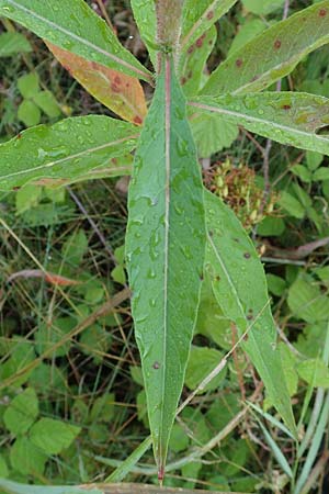 Oenothera palatina \ Pf�lzer Nachtkerze / Palatinian Evening Primrose, D Bickenbach 17.7.2018