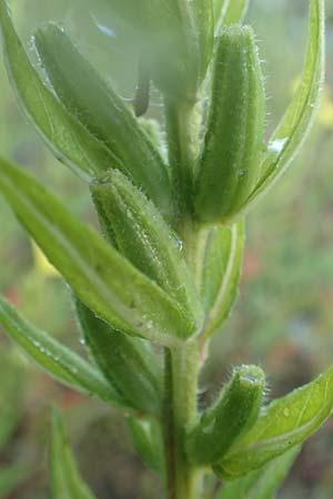 Oenothera palatina \ Pf�lzer Nachtkerze / Palatinian Evening Primrose, D Bickenbach 17.7.2018