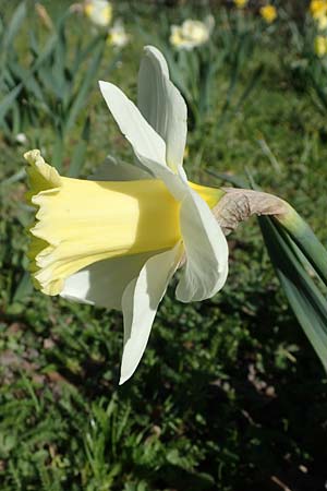Narcissus pseudonarcissus, Wild Daffodil
