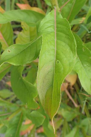Oenothera fallax \ T�uschende Nachtkerze / Intermediate Evening Primrose, D Breuberg 16.7.2016