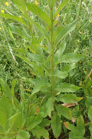 Oenothera fallax \ T�uschende Nachtkerze / Intermediate Evening Primrose, D Breuberg 16.7.2016