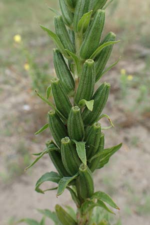Oenothera fallax x oakesiana \ Nachtkerzen-Hybride / Hybrid Evening Primrose, D Mannheim 8.8.2017