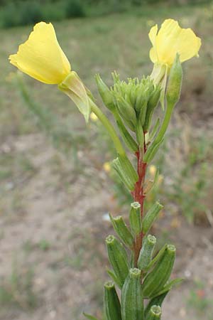 Oenothera fallax x oakesiana \ Nachtkerzen-Hybride / Hybrid Evening Primrose, D Mannheim 8.8.2017