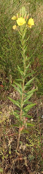 Oenothera rubrostriata \ Rotstreifige Nachtkerze / Red-Striped Evening Primrose, D Darmstadt 6.7.2018