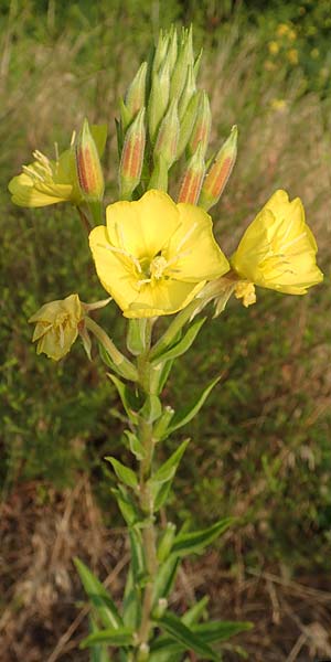 Oenothera rubrostriata \ Rotstreifige Nachtkerze / Red-Striped Evening Primrose, D Darmstadt 6.7.2018