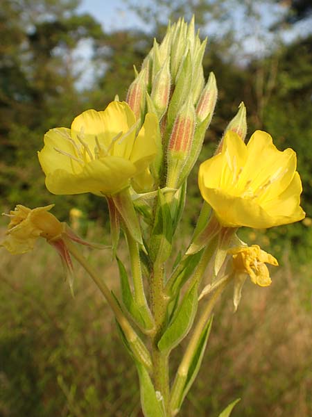 Oenothera rubrostriata \ Rotstreifige Nachtkerze / Red-Striped Evening Primrose, D Darmstadt 6.7.2018